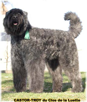 bouvier des flandres du clos de la luette - copyright d&eacute;pos&eacute;